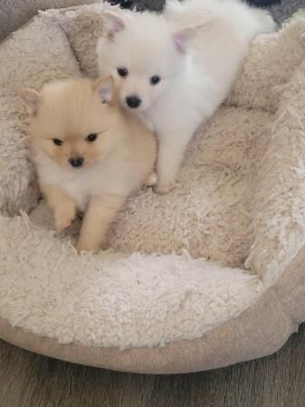 Pomeranian puppies ready 19th may for sale in Great Yarmouth, Norfolk - Image 5