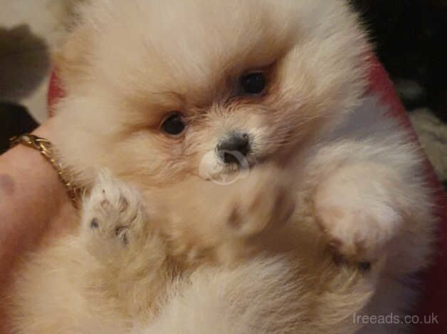 Pomeranian puppies ready in 4 days for sale in Horsham, Worcestershire