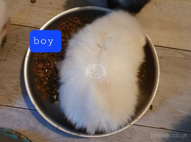 Pomeranian puppies ready in 4 days for sale in Horsham, Worcestershire - Image 2