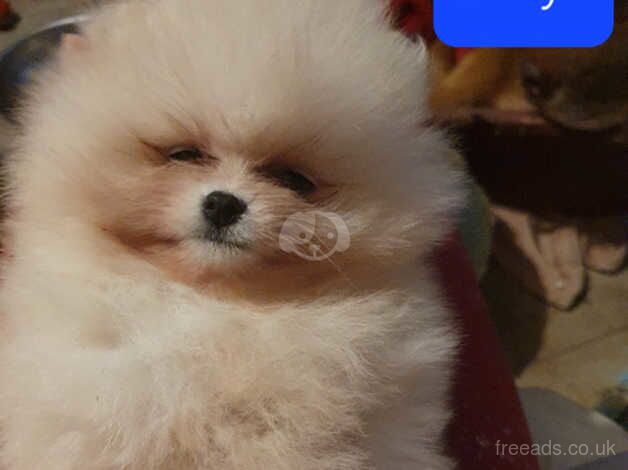 Pomeranian puppies ready in 4 days for sale in Horsham, Worcestershire - Image 3