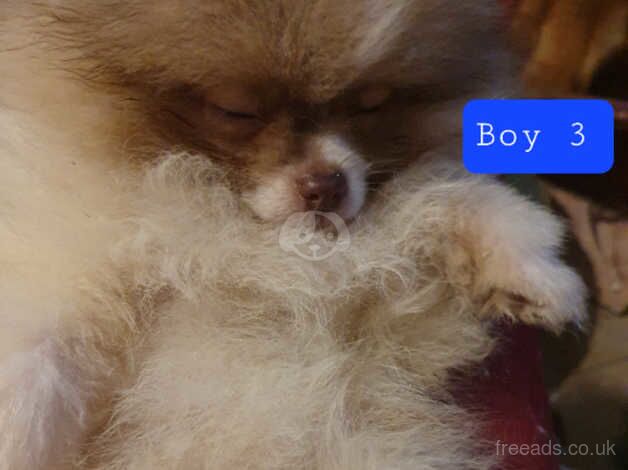 Pomeranian puppies ready in 4 days for sale in Horsham, Worcestershire - Image 4