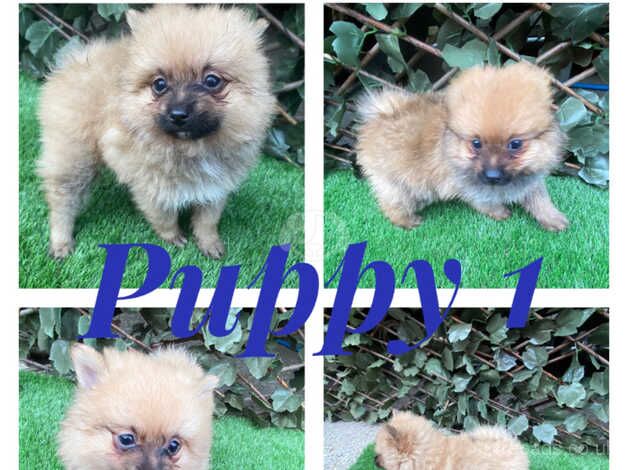 Pomeranian puppies ready NOW for sale in Sheffield, South Yorkshire