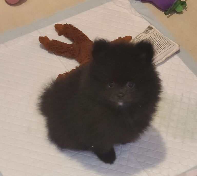 Pomeranian puppies ready now. Males and females. for sale in Eckington, Derbyshire - Image 2