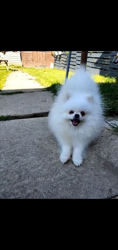 Pomeranian puppies ready now. Males and females. for sale in Eckington, Derbyshire - Image 3