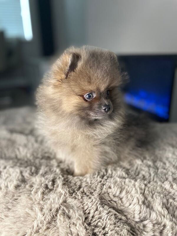 Pomeranian puppies ready to go for sale in Normandy, Surrey - Image 1