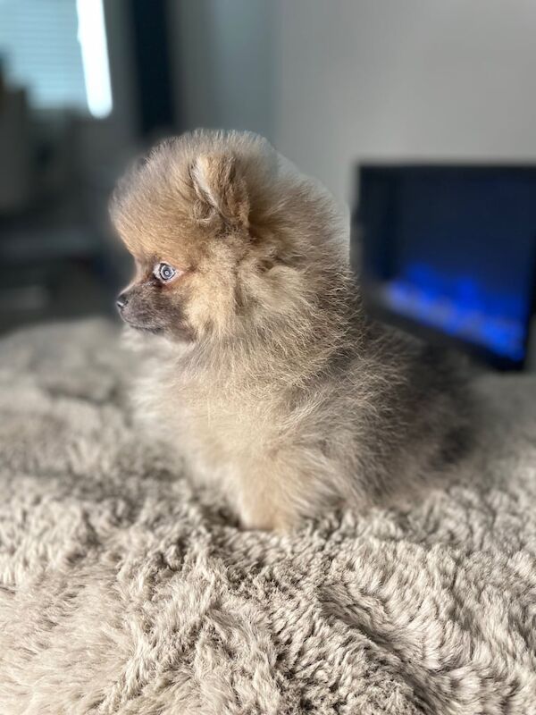 Pomeranian puppies ready to go for sale in Normandy, Surrey - Image 2