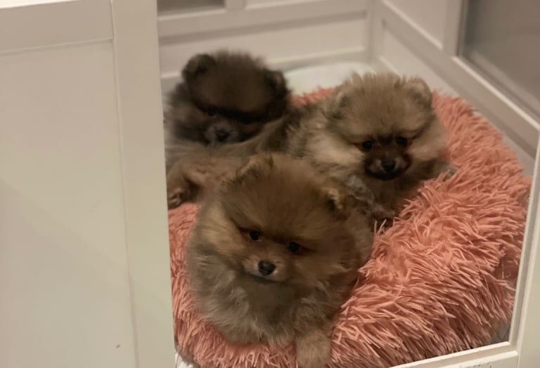 Pomeranian puppies ready to go for sale in Normandy, Surrey - Image 3