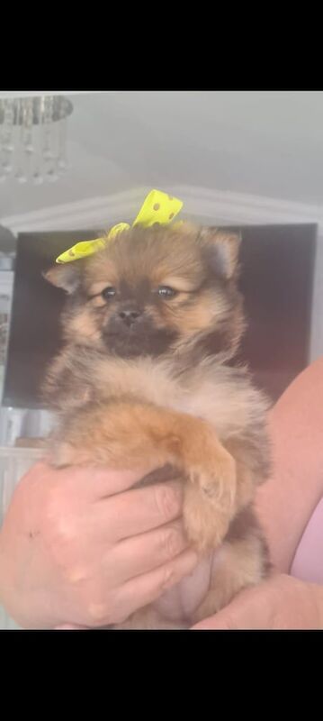 Pomeranian puppies - Ready to go - Vaccinated for sale in Merthyr Tydfil / Merthyr Tudful, Mid Glamorgan