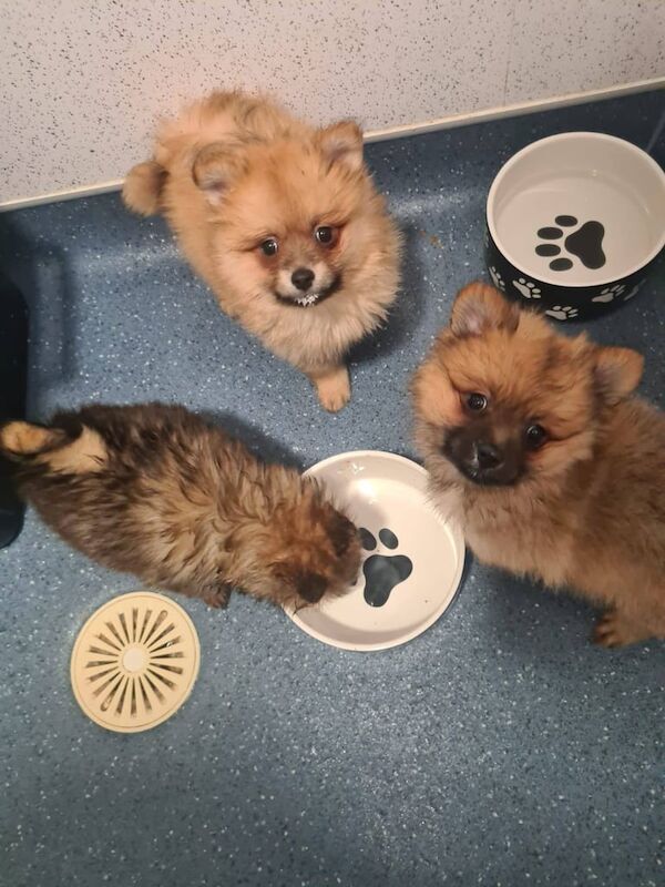 Pomeranian puppies - Ready to go - Vaccinated for sale in Merthyr Tydfil / Merthyr Tudful, Mid Glamorgan - Image 2