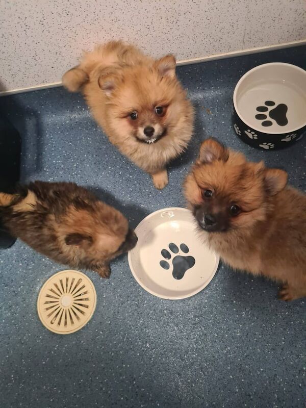 Pomeranian puppies - Ready to go - Vaccinated for sale in Merthyr Tydfil / Merthyr Tudful, Mid Glamorgan - Image 3