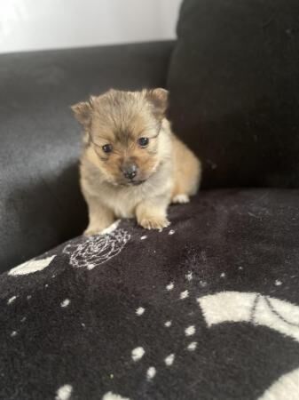 Pomeranian puppies ready to leave in 3 1/2 weeks for sale in Stevenage, Hertfordshire - Image 1