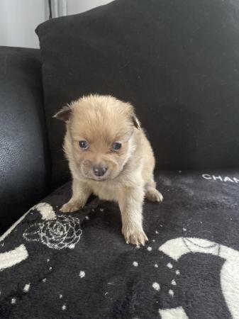 Pomeranian puppies ready to leave in 3 1/2 weeks for sale in Stevenage, Hertfordshire - Image 2