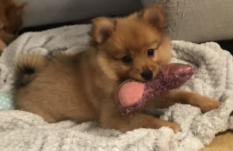 Pomeranian Puppies (Spitz) for sale in Shard End, West Midlands