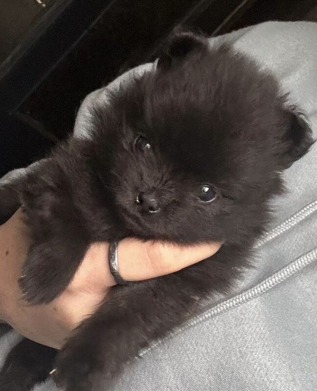 Pomeranian puppies x4 for sale in Liverpool, Merseyside