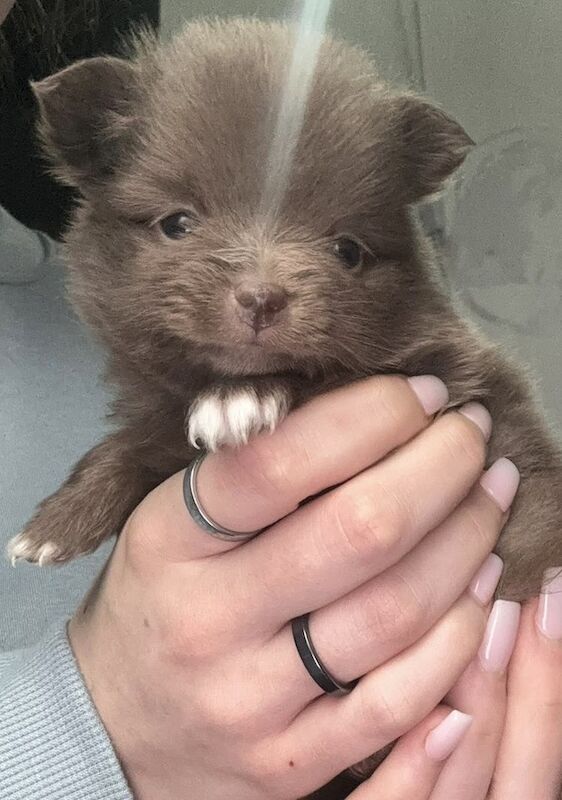 Pomeranian puppies x4 for sale in Liverpool, Merseyside - Image 3