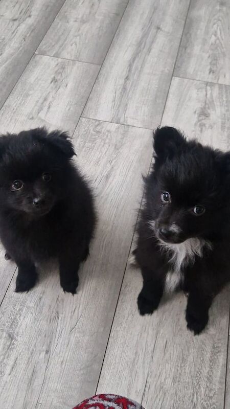 Pomeranian puppy for sale in Havant, Hampshire