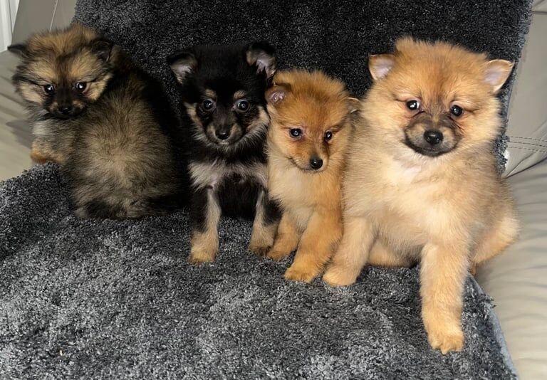 Pomeranian Puppy for sale in Brentwood, Essex