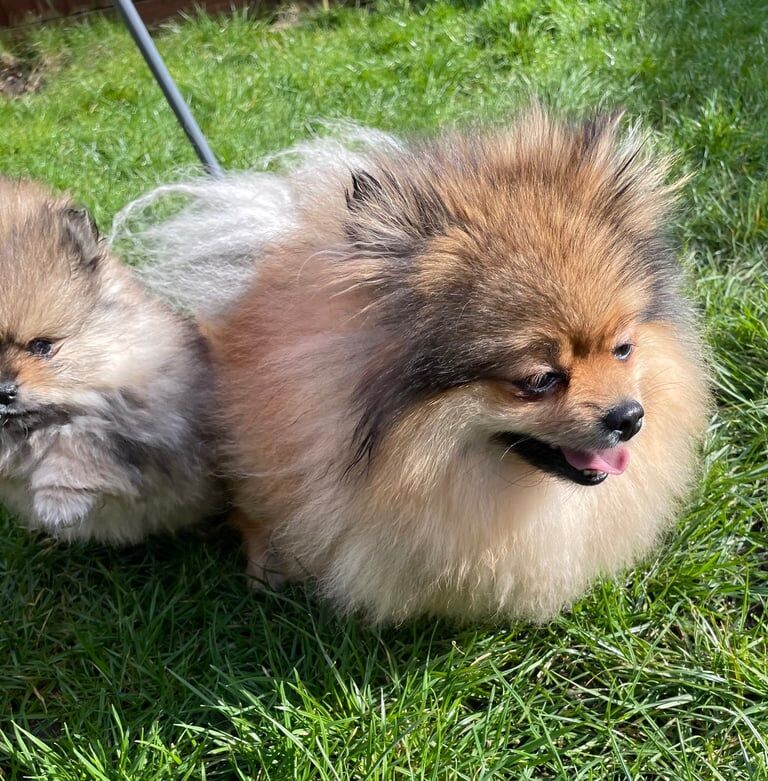 Pomeranian puppy for sale in Swanley, Kent