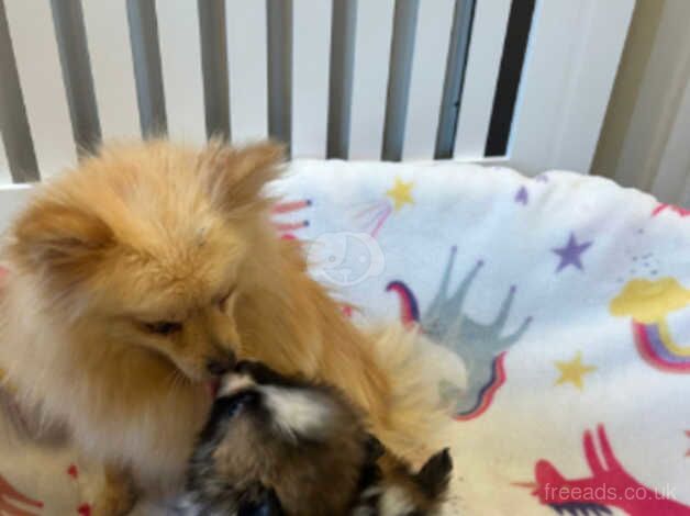 Pomeranians for sale in Bermondsey, Southwark, Greater London