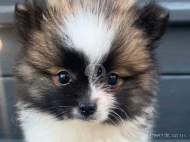 Pomeranian Puppies for sale in Greater London