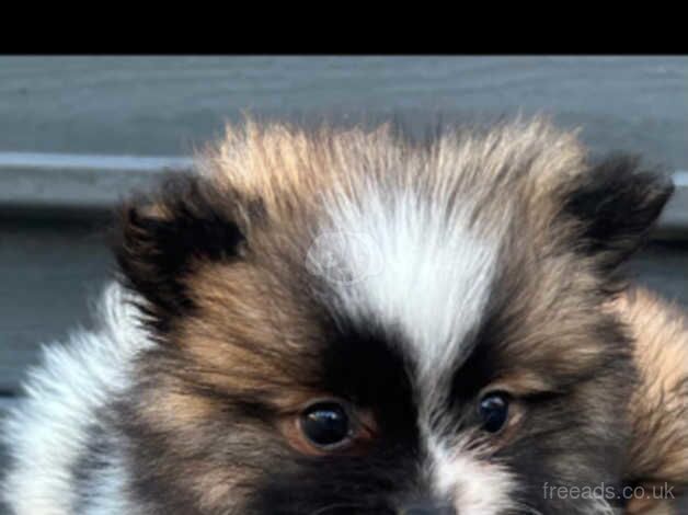 Pomeranian Puppies for sale