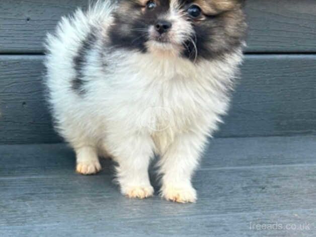 Pomeranian Puppy Boy £900 for sale in Bermondsey, Southwark, Greater London - Image 5