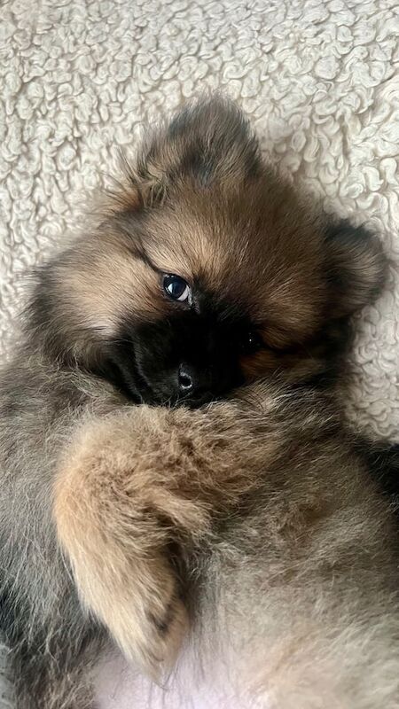 Pomeranian Puppy for Sale – 3 Months Old for sale in Ilford, Greater London