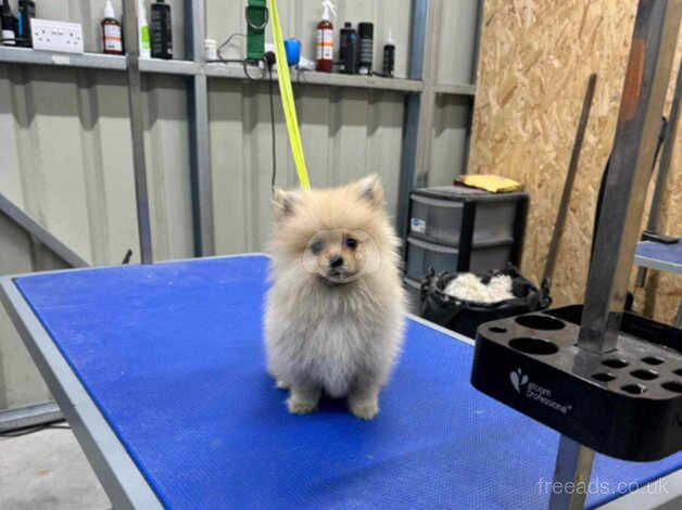 Pomeranian puppy for sale in Dungannon