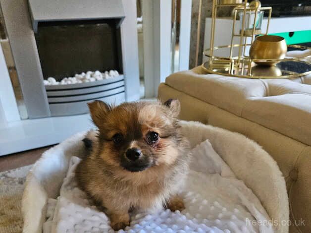 Pomeranian puppy for sale in Hyde, Greater Manchester