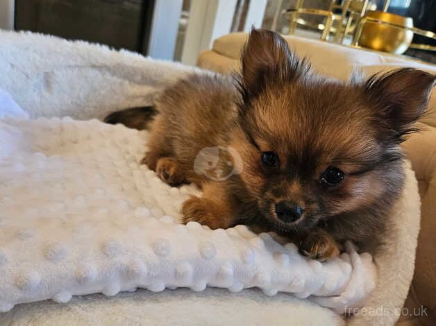 Pomeranian puppy for sale in Hyde, Greater Manchester - Image 2