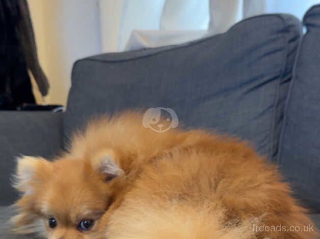 Pomeranian puppy for sale in Poole, Dorset