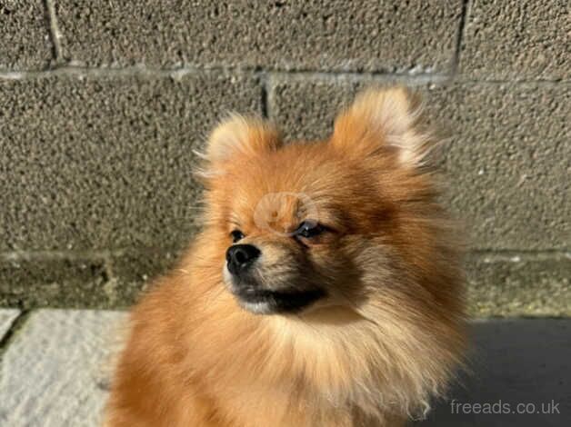 Pomeranian puppy for sale in Poole, Dorset - Image 2