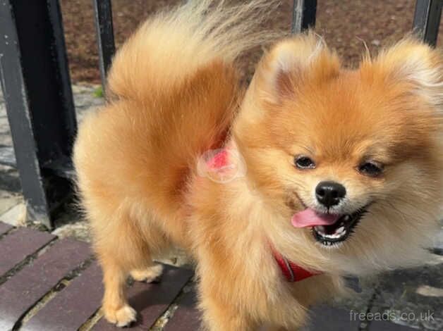 Pomeranian puppy for sale in Poole, Dorset - Image 4