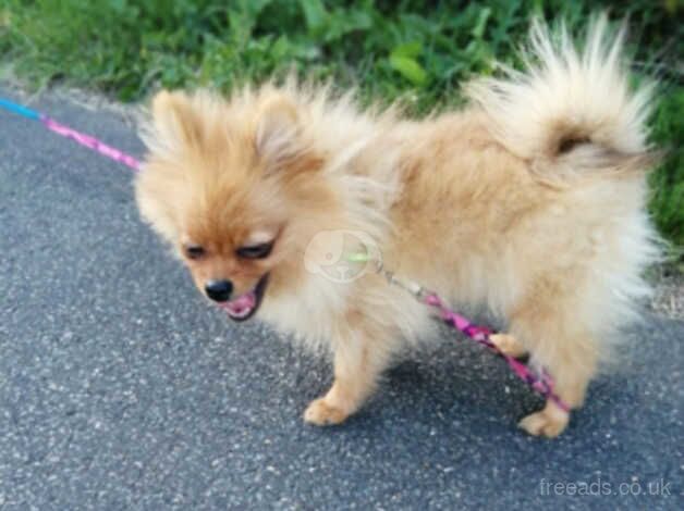 Pomeranian Puppies For Sale Under £1,000