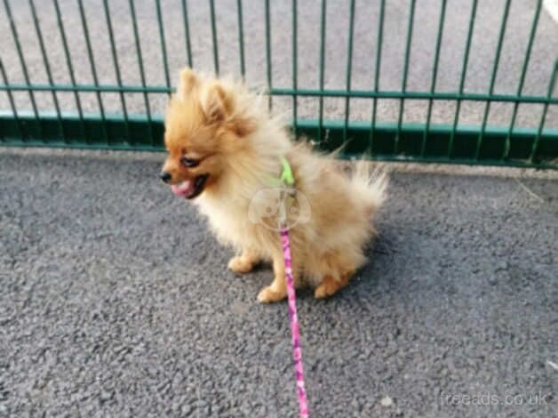 pomeranian puppy for sale in Wolverhampton, West Midlands - Image 2