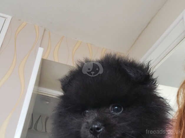 Pomeranian puppy for sale in Southend-on-Sea, Essex