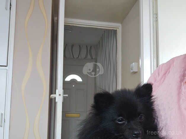 Pomeranian puppy for sale in Southend-on-Sea, Essex - Image 2