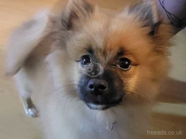 Pomeranian puppy for sale in Watford, Hertfordshire