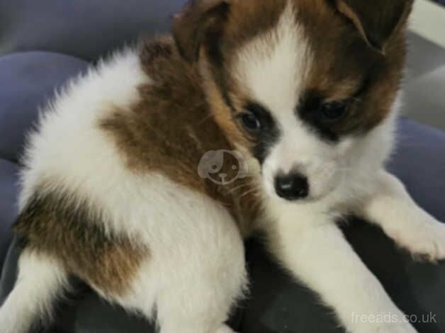 Pomeranian puppy max for sale in Birmingham, West Midlands - Image 3