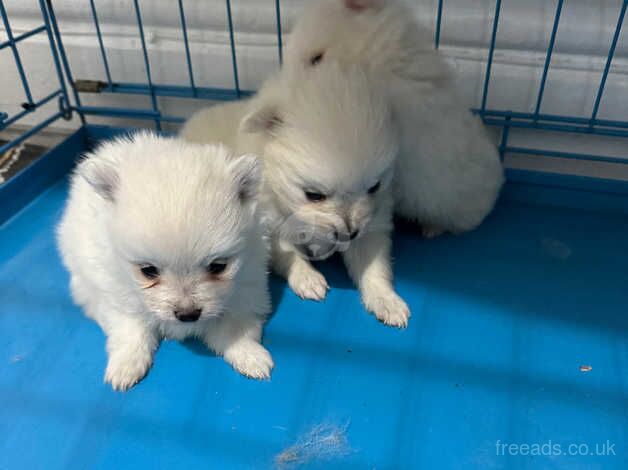 POMERANIAN PUPPY XXS for sale in Coventry, West Midlands