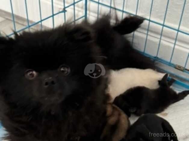 POMERANIAN PUPPY XXS for sale in Coventry, West Midlands - Image 2