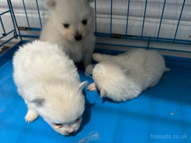 POMERANIAN PUPPY XXS for sale in Coventry, West Midlands - Image 3