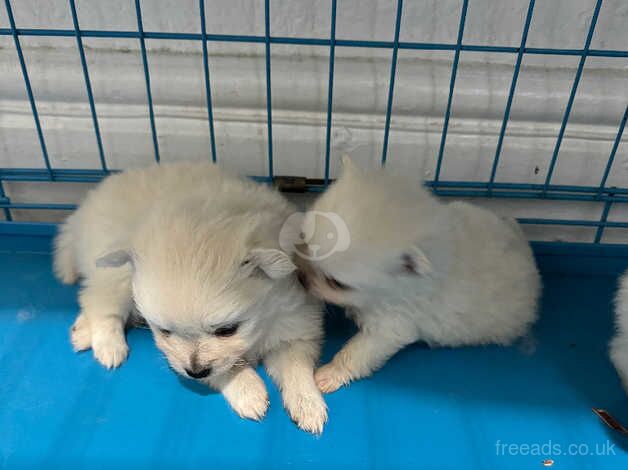 POMERANIAN PUPPY XXS for sale in Coventry, West Midlands - Image 4