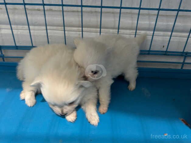 POMERANIAN PUPPY XXS for sale in Coventry, West Midlands - Image 5