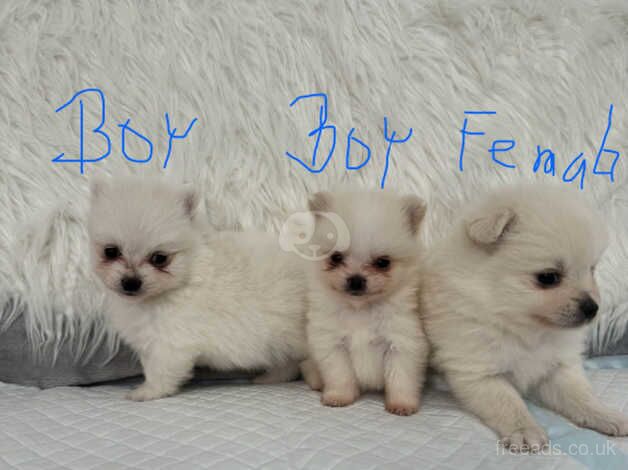 POMERANIAN PUPPY XXS for sale in Coventry, West Midlands