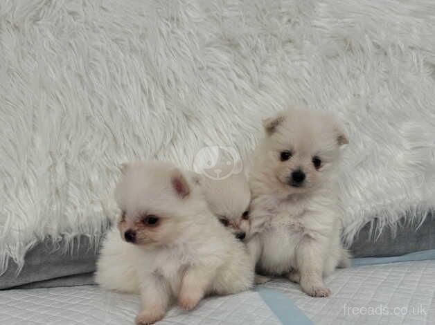 POMERANIAN PUPPY XXS for sale in Coventry, West Midlands - Image 2