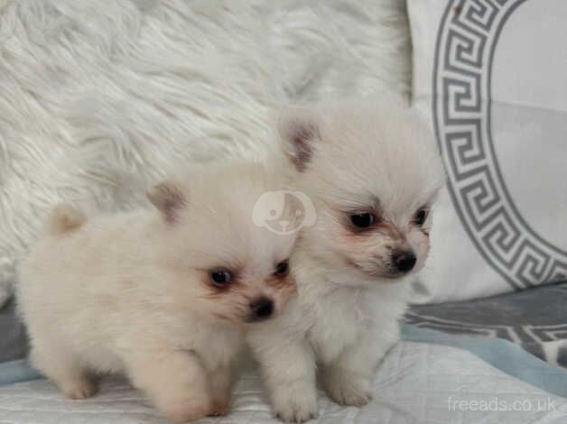 POMERANIAN PUPPY XXS for sale in Coventry, West Midlands - Image 3