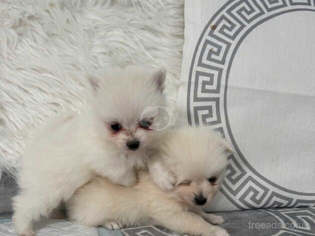 POMERANIAN PUPPY XXS for sale in Coventry, West Midlands - Image 4