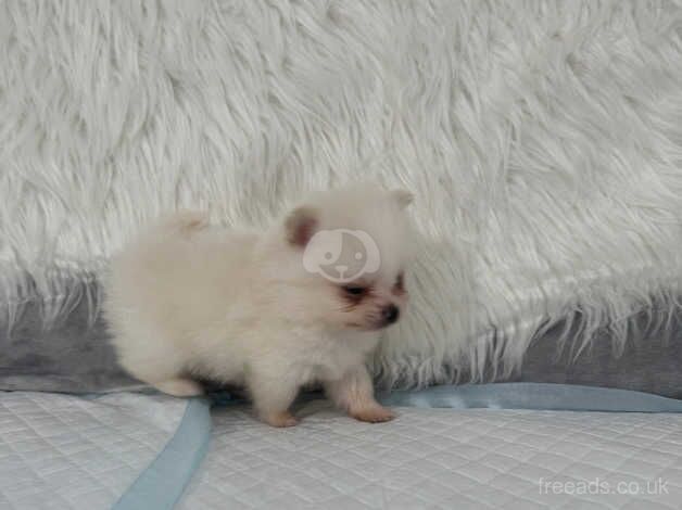 POMERANIAN PUPPY XXS for sale in Coventry, West Midlands - Image 5