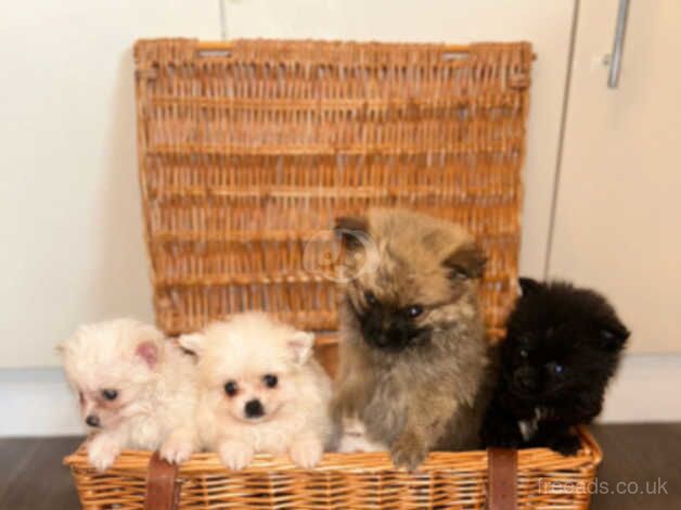 POMERANIAN PUPPYS 3 Females 1 Male for sale in Southwark, London - Image 1